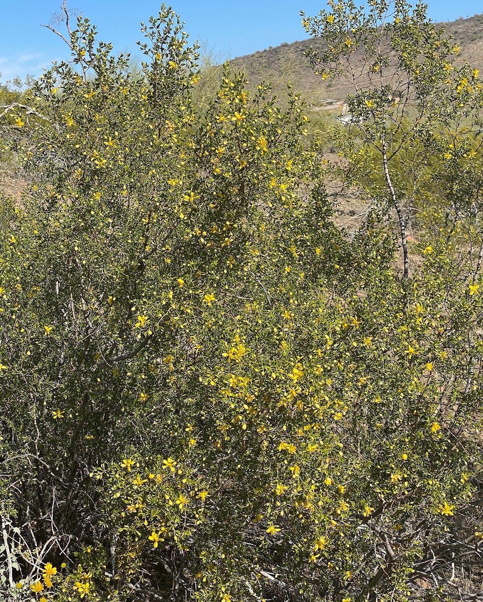 scirix67's tweet image. #traildog #hikingdog Making friends on the trail with @outdooremptynesters @teamcurrier @scirix Enjoying #AZSpring Creosote &amp;amp; Brittle Bush #springbreakday2 #azspringhiking #getoutsideaz #goldenretrieverlife