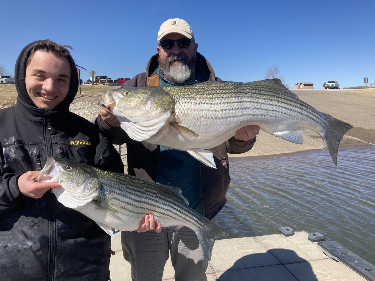Bailey's Beaver Lake Striper Guide Service tweet media