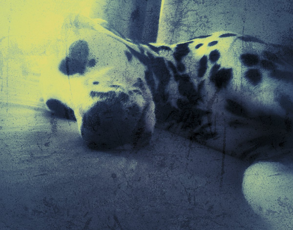 Gil_Fr's tweet photo. New listings - Zoe series 1 in my NFT collection "I See Your True Colors"
https://t.co/6P90zjpTeP
#NFT #CRYPTOART #NFTPHOTOGRAPHY #OPENSEA #OPENSAENFT #DALMATIAN #ISEEYOURTRUECOLORS https://t.co/P5fvjnoqKG