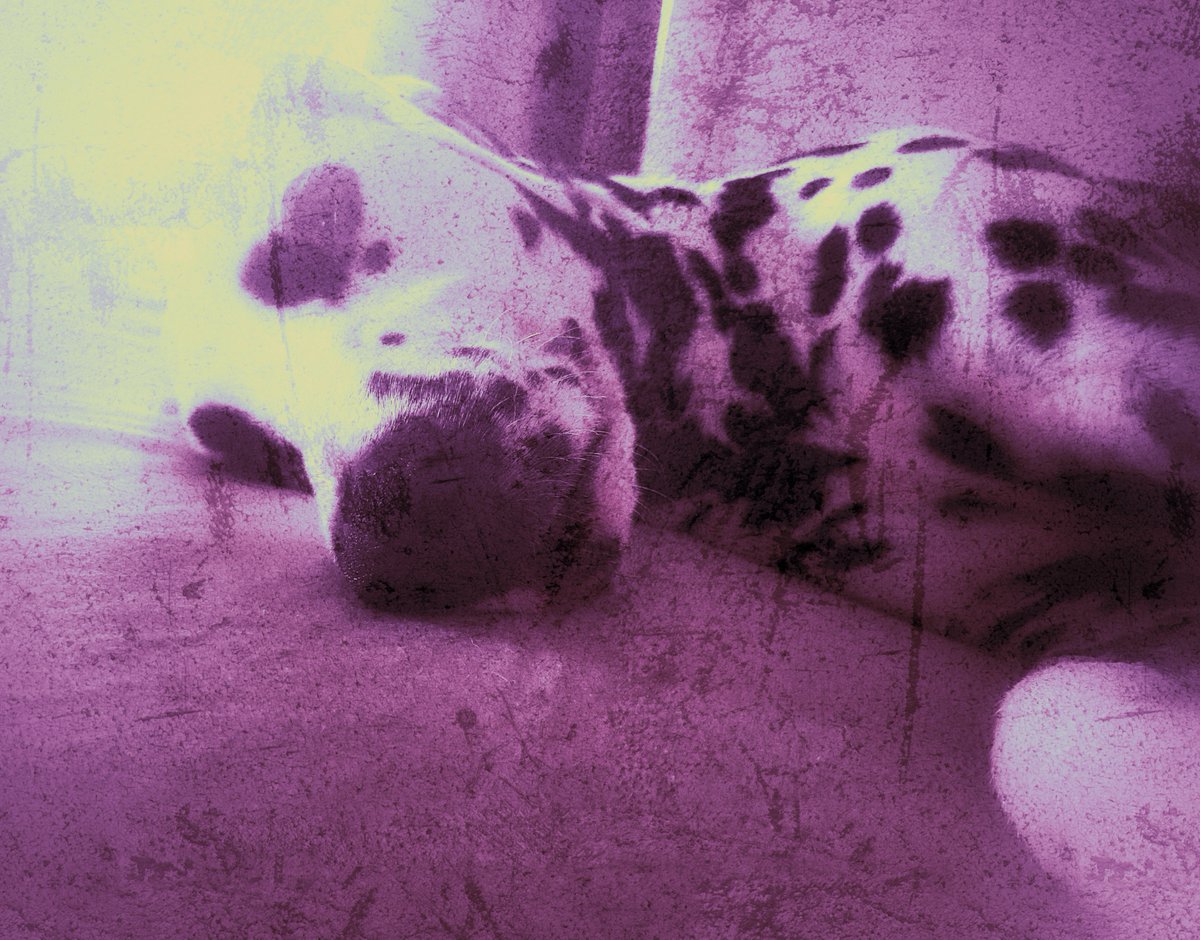 Gil_Fr's tweet photo. New listings - Zoe series 1 in my NFT collection "I See Your True Colors"
https://t.co/6P90zjpTeP
#NFT #CRYPTOART #NFTPHOTOGRAPHY #OPENSEA #OPENSAENFT #DALMATIAN #ISEEYOURTRUECOLORS https://t.co/P5fvjnoqKG