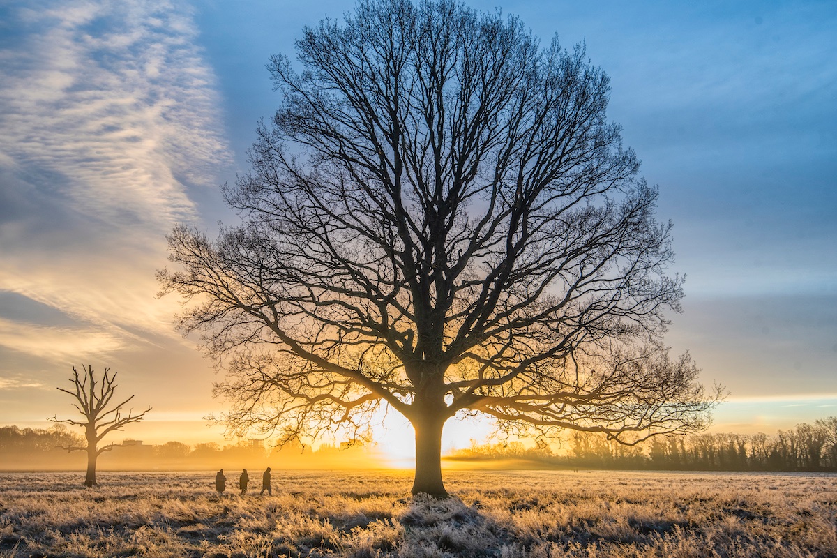 TWmagazines's tweet image. Strollers at sunrise in Bushy Park. Our resident wildlife photographer, Sue Lindenberg, captured this glorious shot early one frosty morning in Bushy Park (before #stormdudley and #stormeunice hit!), which is one of Sue’s favourite locations.