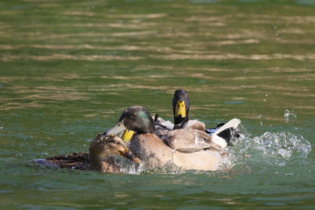 RKKwiatek's tweet photo. Arundel ,UK #ducks #faith #birds #waterbirds #arundelanimals https://t.co/kdh9nnzzyu