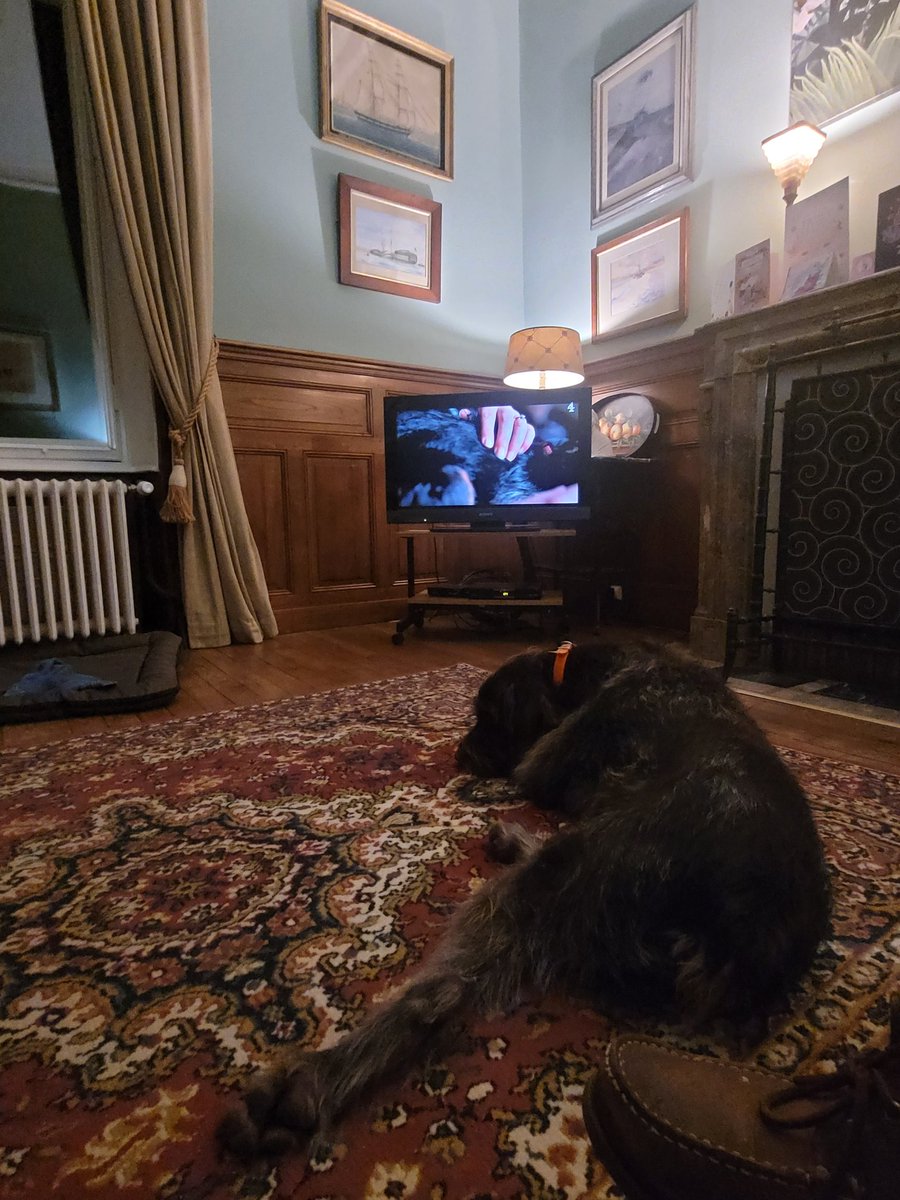 alexisuk's tweet photo. Rollo the GWP Settled down to watch crufts #Crufts #Germanwirehairedpointer https://t.co/9KsOOwPHGl