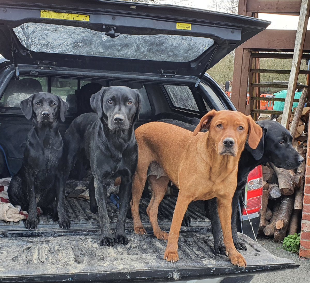 ShoreAllen's tweet photo. Ready for a morning training. Up 4 it!
#cruffs #gundogs #labradors https://t.co/Ub4XvBpwGg