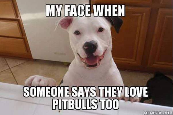 pitbullsad's tweet photo. Pit bulls, love 'em or leave 'em alone! https://t.co/v2oqfw3kQV