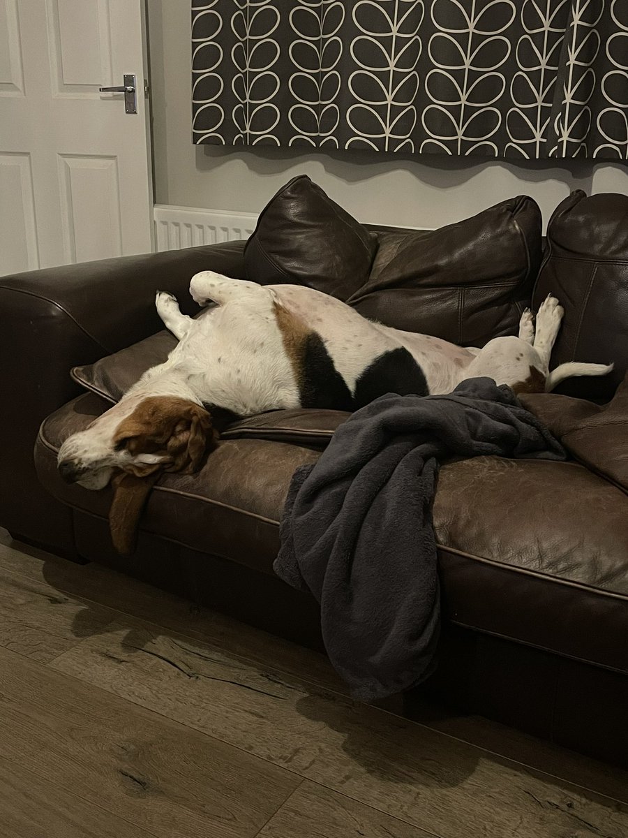 EmmaMiles55's tweet photo. @Crufts our basset hound Ruby loves her chill time!! Very talented watching Channel 4 coverage upside down!! https://t.co/4SOWcnXYyx