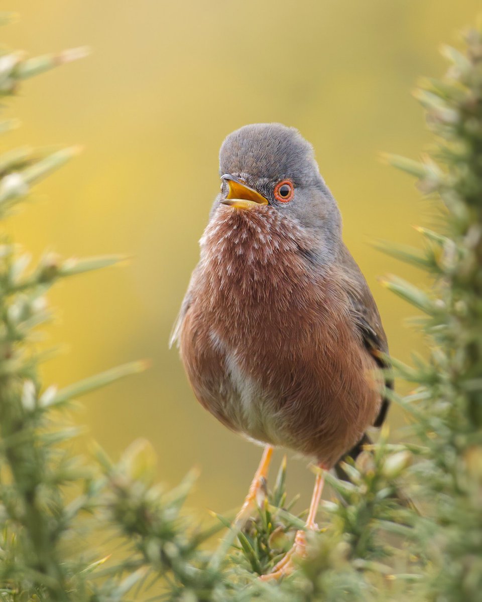 It’s that time of year again! The dartford warblers are becoming active… #sussexbirds #warbler #photography #nature @SussexWildlife @RSPBbirders