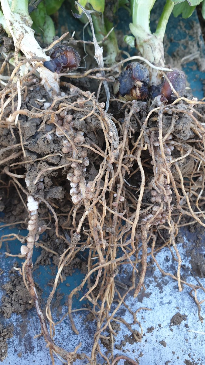 LuisMiArregui's tweet photo. Una maravilla ver esta cantidad de nódulos en los habines (sin inoculación previa).
Son garantía de una buena fijación de N y, aunque la mayor parte se lo lleve el grano en forma de proteína, el resto se quedará en la parcela para el cultivo siguiente.
Como siempre, en SD. https://t.co/405mpUbBhE