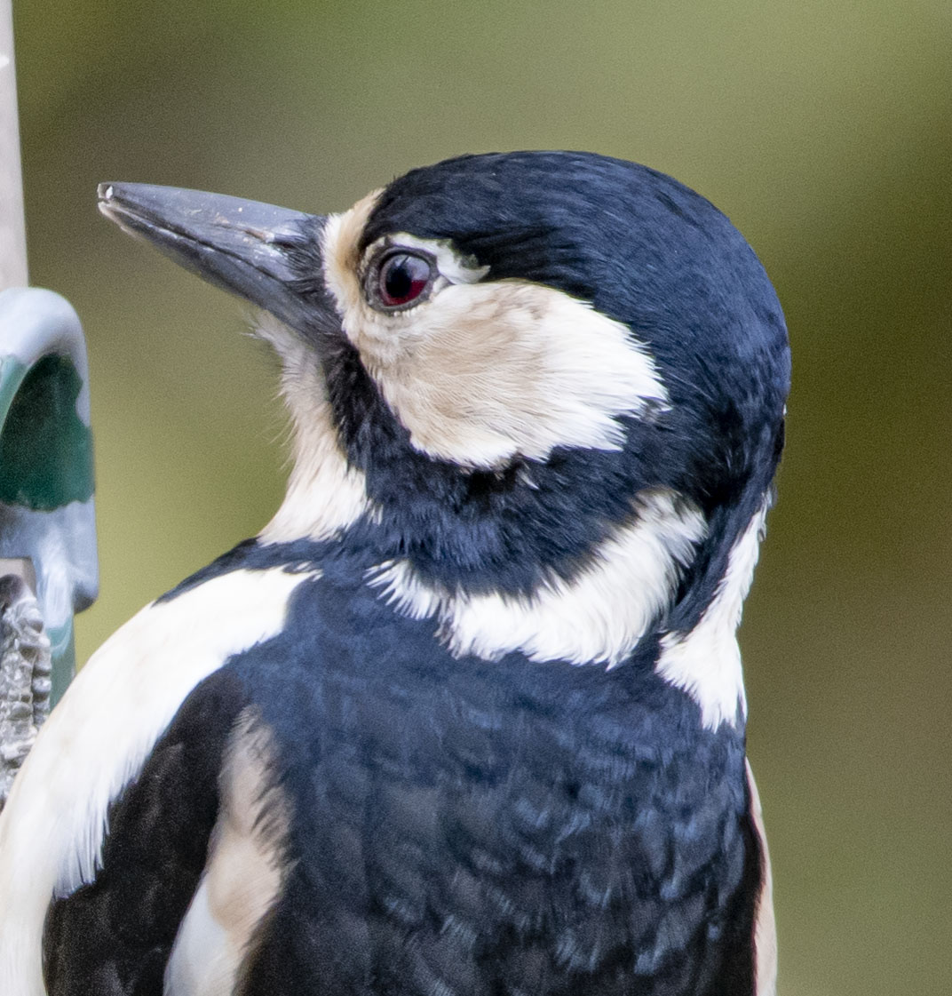 deansladen88's tweet photo. Great spotted woodpecker @WWTMartinMere https://t.co/XaU3DXD5KV