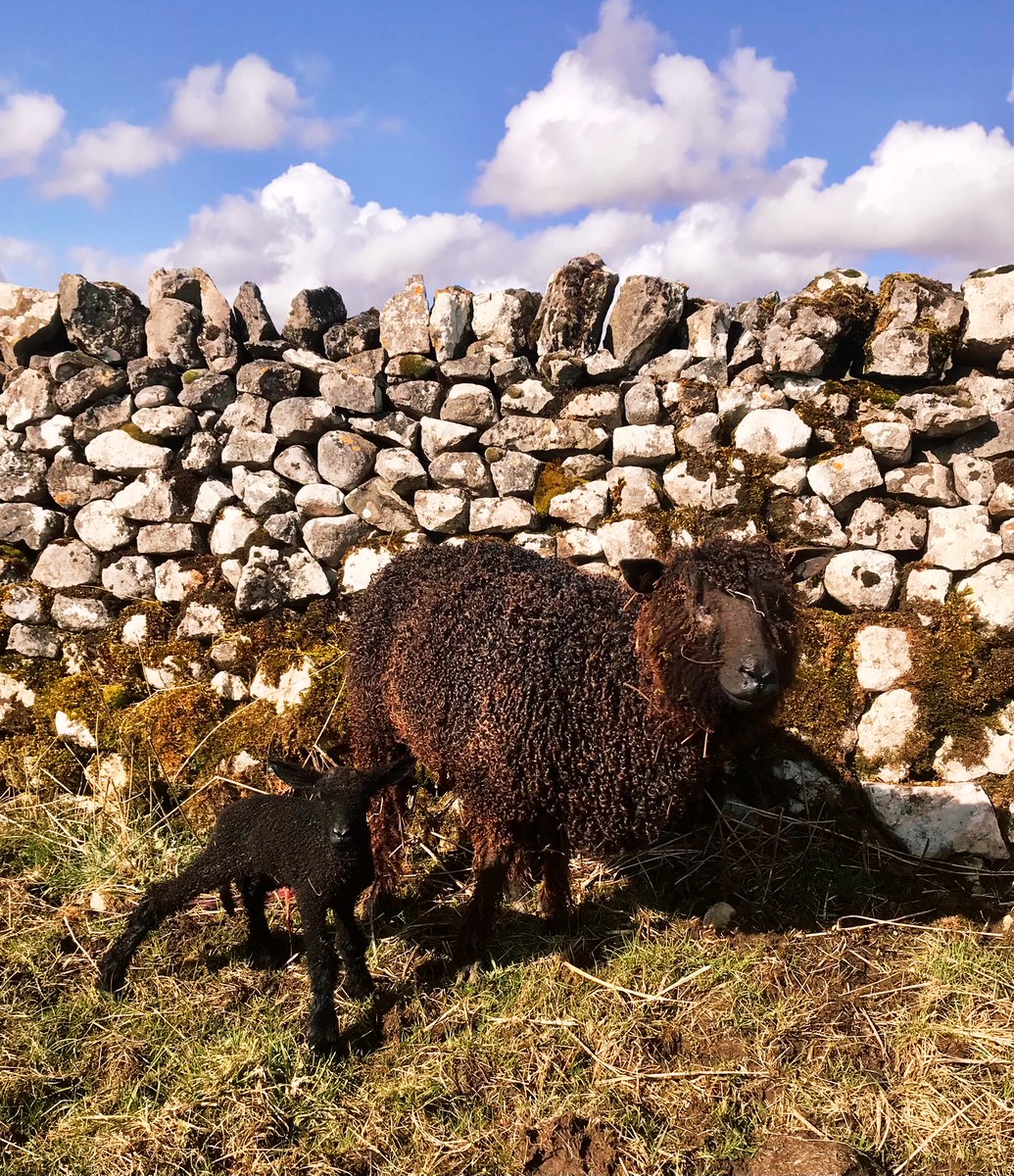 hilltopfarmgirl's tweet photo. We seem to have started lambing? 🤷‍♂️ https://t.co/l1IlyBj81M