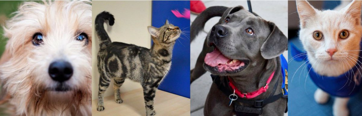 Saveapooch's tweet image. Coming up with campaign ideas for rescue dog organizations can be difficult. For City Dogs &amp;amp; City Kitties Rescue, creativity doesn't run short. Co-founder Darren Binder will how they operate their campaigns with a creative flair.  petliferadio.com/saveapoochep49…