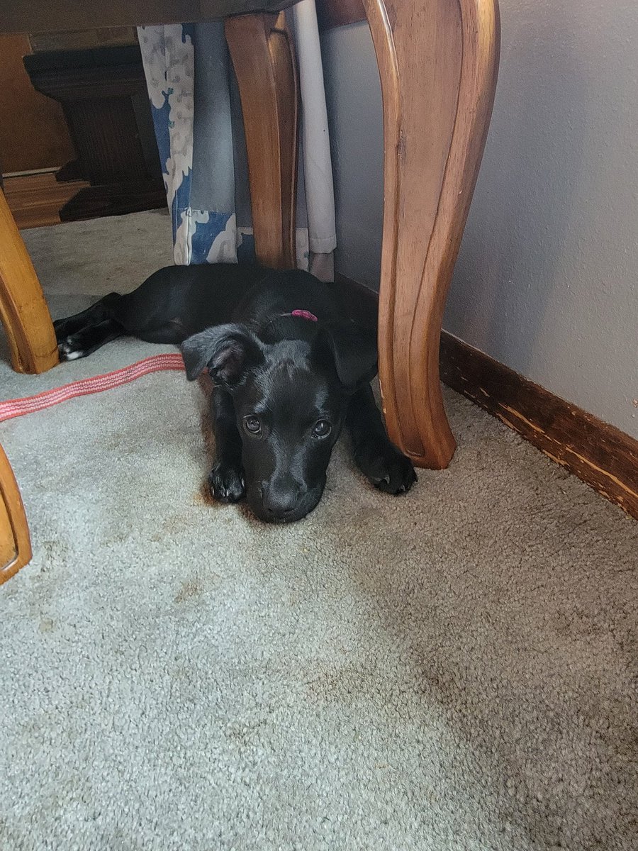 JasonBlaanchard's tweet photo. After running and running, best spot ever on a cold windy afternoon is right on top of a floor vent. https://t.co/hOxhodA2VN
