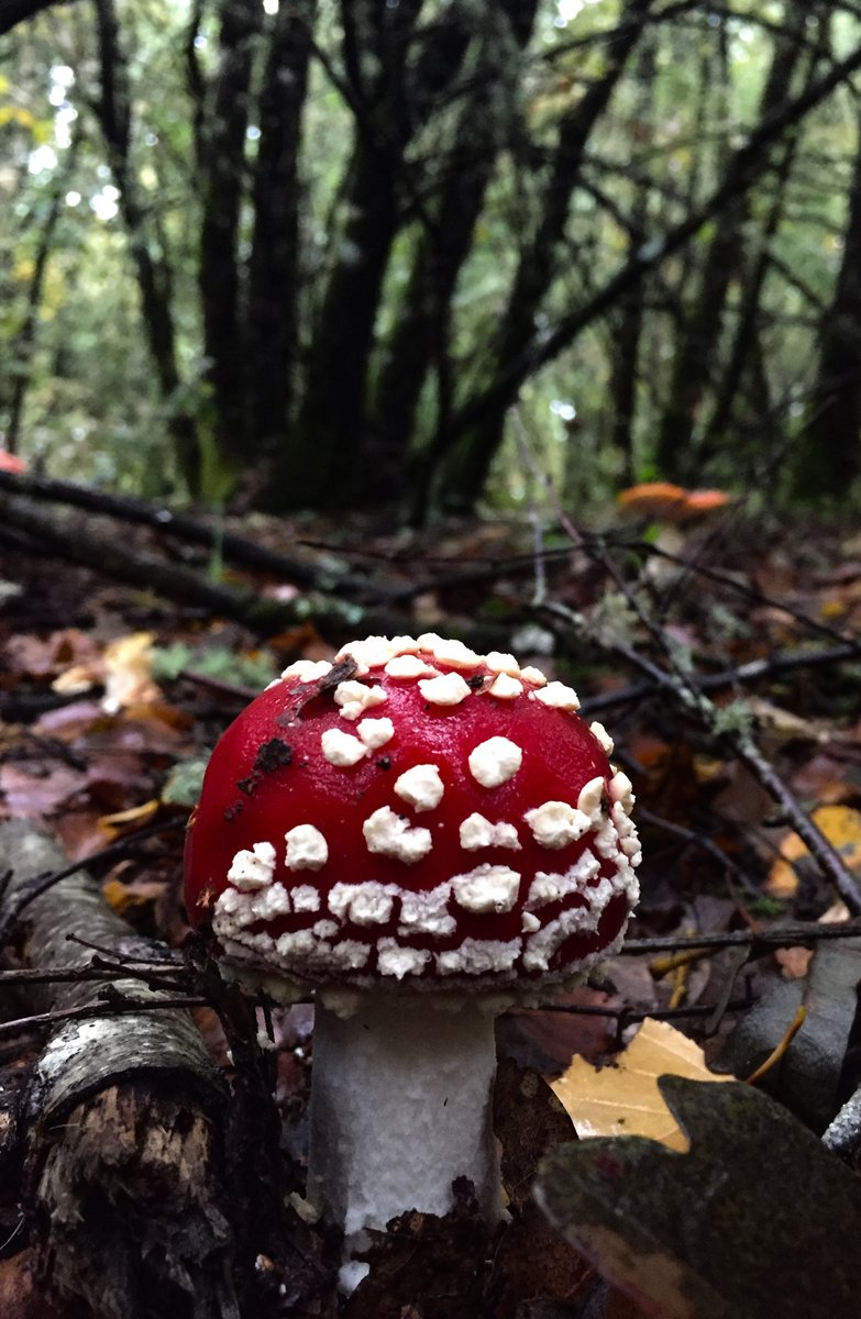 GrisNatureza's tweet photo. Amanita❤️
New collection: Woodland treasures✨💚

#nftcollector #NFTCommunity #nftphotography   #NFTs #nftphoto #NFTdrop 

https://t.co/GRMJZTIIKV……… https://t.co/1MME1NalqR
