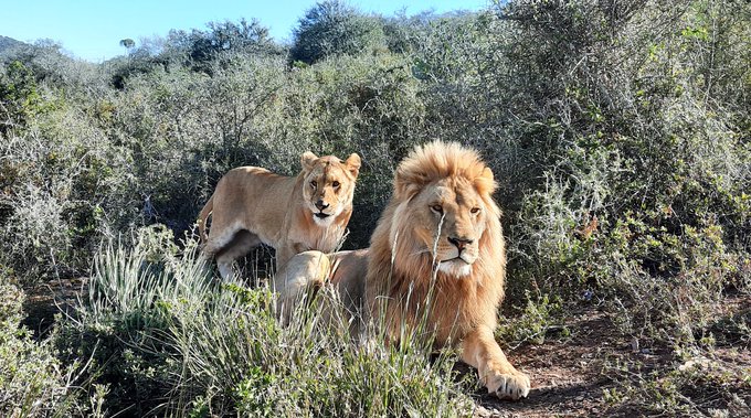A photo of a lion and lioness relaxing in the African undergrowth.