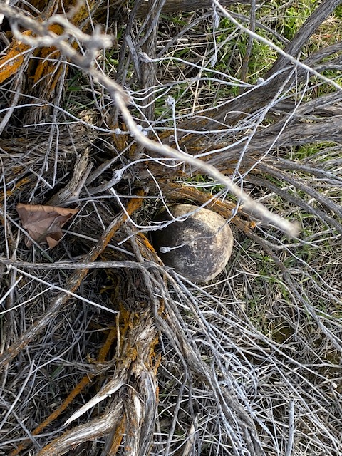 KathyDo18811233's tweet photo. Was scouting locations to hide a special #geocache and saw this.. Thought it was a skull but turned out to be just a rock.  #Thingsyouseewhilegeocaching and got some new #travelbugs too.  Thank you @ShopGeocaching https://t.co/hivLLTis2T