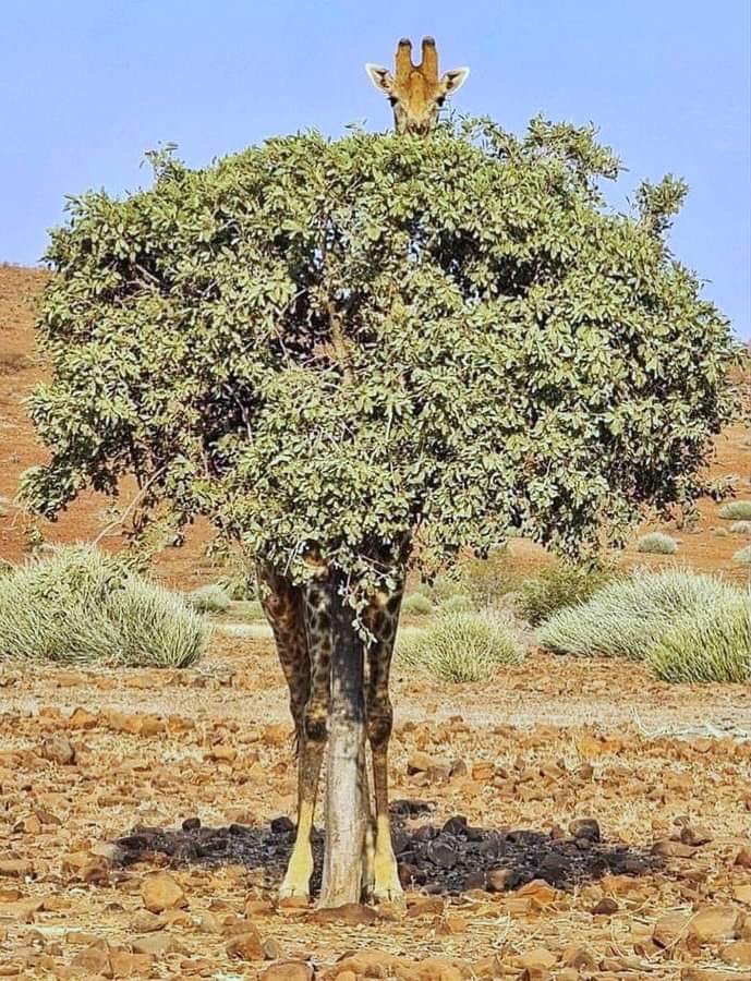 JeanPaulepanda's tweet photo. Championnat du monde de camouflage: prestation quasi parfaite pour Sophie la girafe https://t.co/GeTP9fAGqP