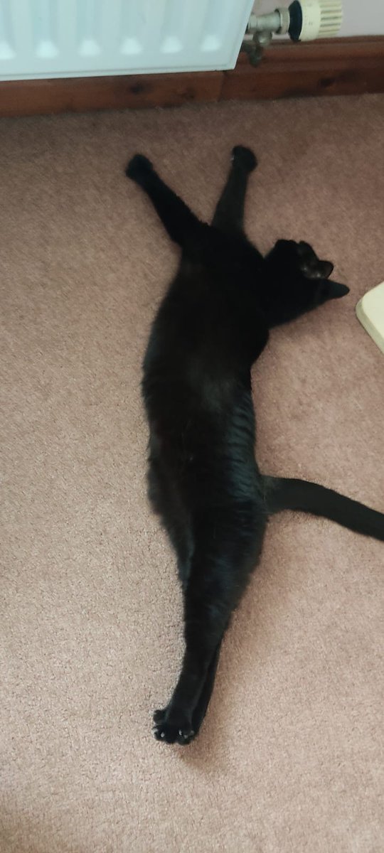 URSpellbinding's tweet photo. Just doing my yoga. I try and do this stretch each day. 😻🐱😺 #Twittercat #CatsOfTwitter  #yogacat https://t.co/aVE4CiY8fP
