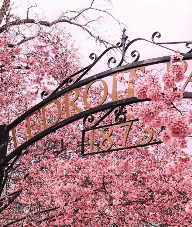 Cherry blossom season loading 🔋 .... 

(photo: @dccitygirl)