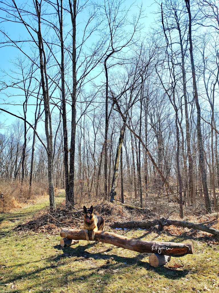 We were out cleaning up a few trees we took down a week or so and decided to make a couple simple benches in a couple spots. 

The moose also wanted to show you his excellent balance 👍