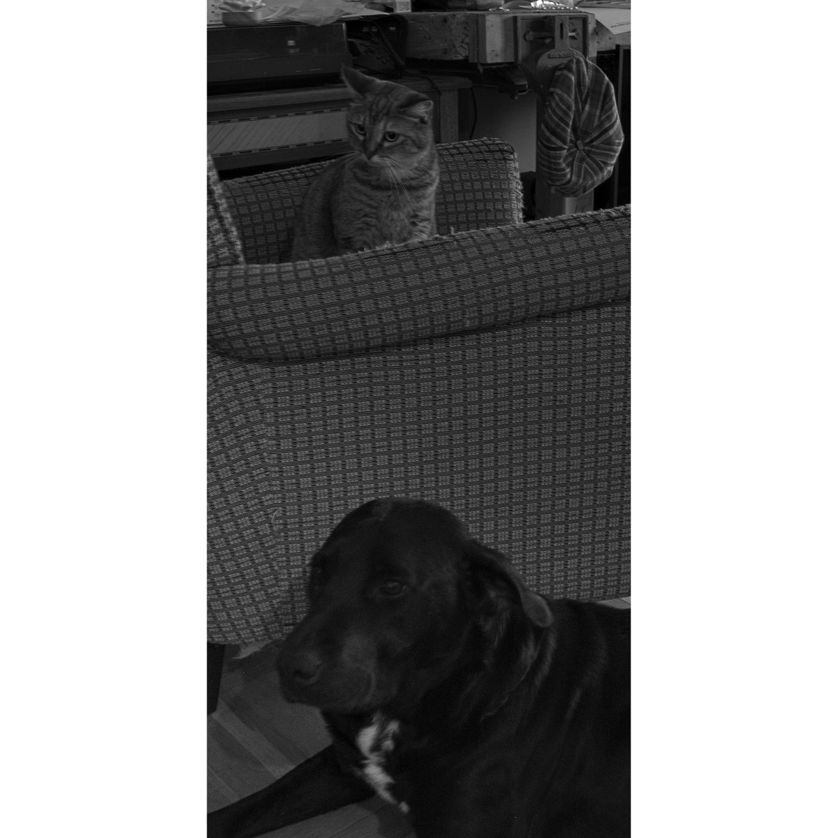 PhotoVerschuren's tweet photo. #one_picture_a_day
#project365
#puydedome_photo
#auvergne
#every_day_closer
#cat_and_dog
#picture_197

Picture made with a
#Olympus OM-D E-M10MarkII and a
M.Zuiko Digital 14‑42mm F3.5‑5.6 II R

https://t.co/6Z6ap6TMrR https://t.co/WqetkmJQmQ