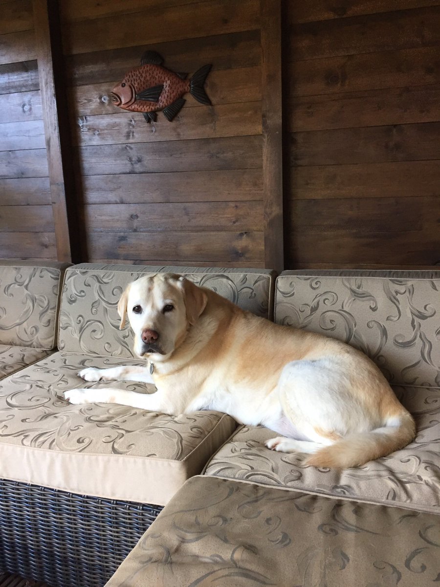dogluv52's tweet photo. @MDiomyx My 🌈Jake of course ❤️❤️❤️ https://t.co/DAz6Gi7ra5