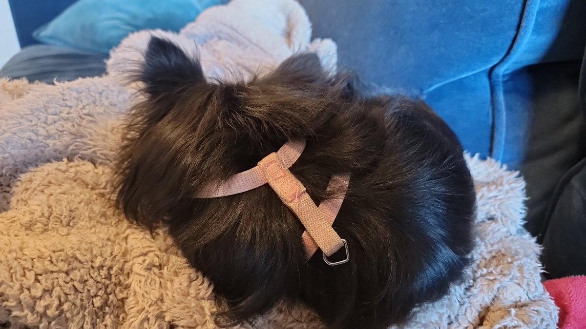 PrimmiePuppy's tweet photo. Basketball? No. Sunday nap time. https://t.co/153QOV8UJH