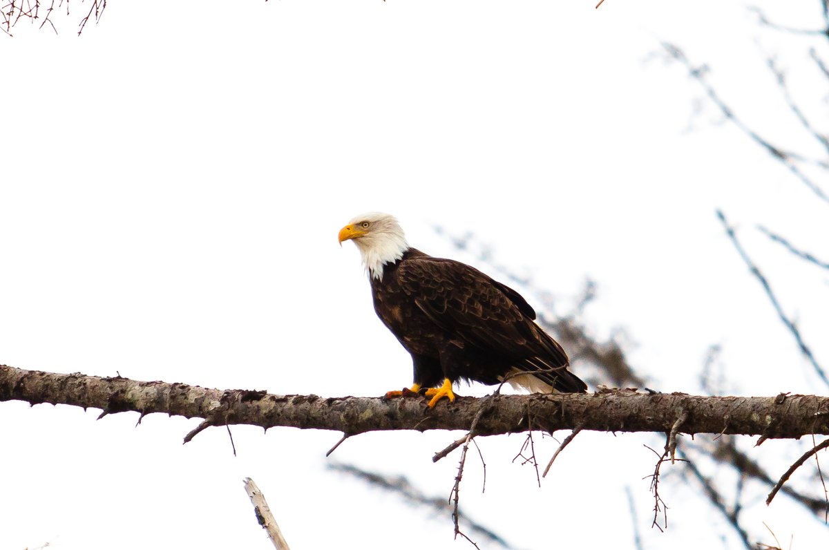 Been traveling in Washington this week. Seeing bald eagles out in the wild is always an attention grabber