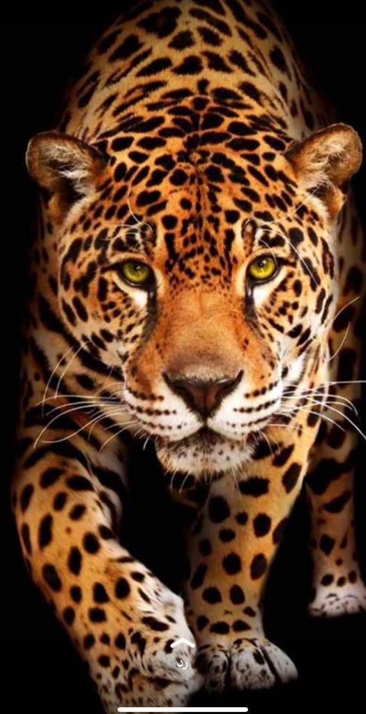 enjjaz1439's tweet photo. الف الف مبرووك يا نمور 💛💛💛
#الاتحاد_الشباب https://t.co/S5ZPijv7FR