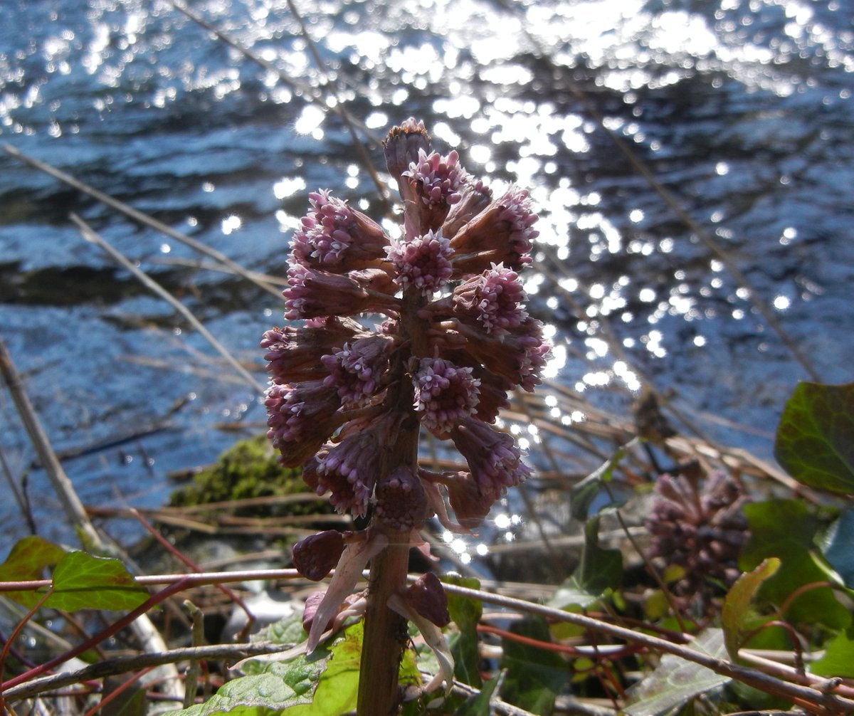 Butterbur (Petasites hybridus) starting to flower along the River Wye in Cheedale, Derbyshire this week #wildflowerhour