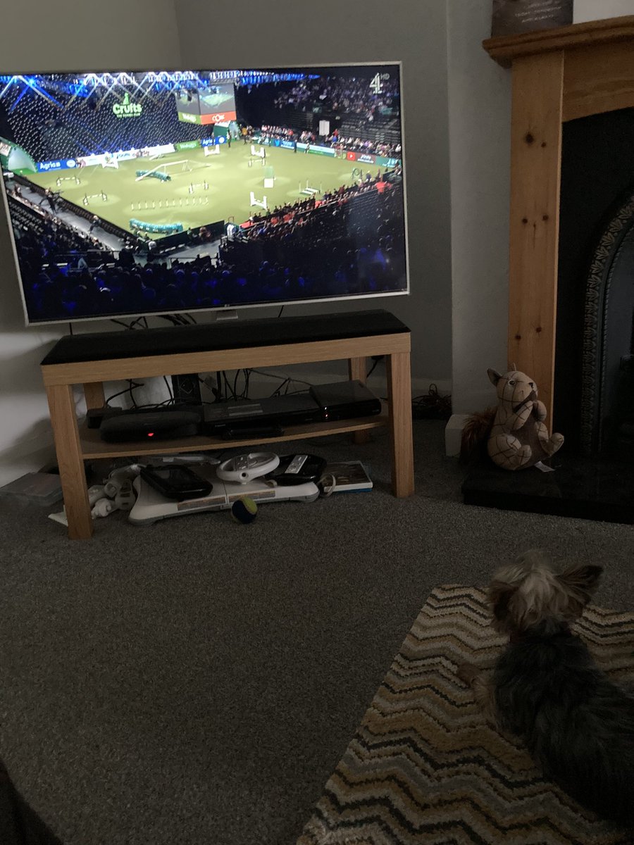Stephen_Kelk's tweet photo. Watching Crufts intently. #CruftsConan https://t.co/zBOWG1ggui