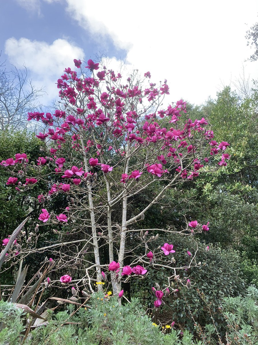Lovely Magnolias &amp; Camelias @TrengwaintonNT today.