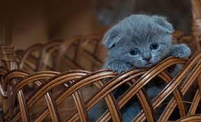 Remember, adopting a blockchain eduCATs will save the life of an abandoned cat!

#AdoptDontShop 
#AdoptACat 
#NFT 
#ElrondNFT 
#ElrondCommunity 
#Elrond 
#NFT
