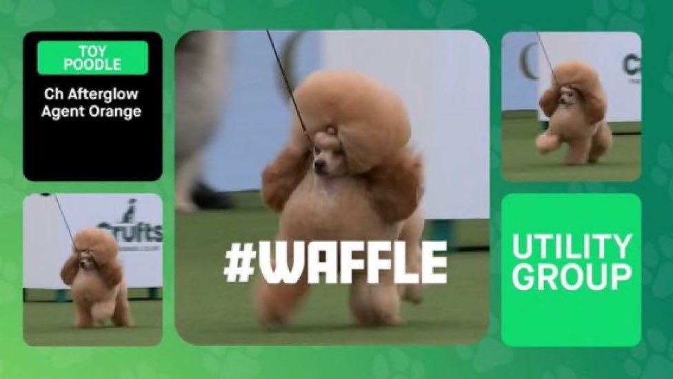 wee_haribo's tweet photo. #crufts #waffle https://t.co/1mzg65d8Io