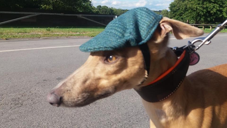 orientlass's tweet photo. Come on #aya @Crufts #crufts https://t.co/Hd6sSK8bG0