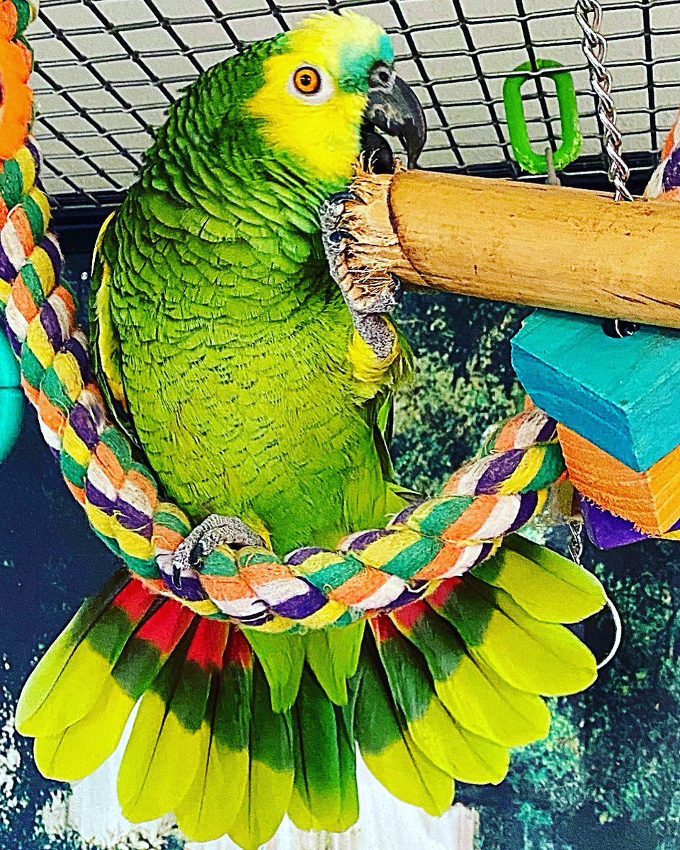 tracicarroll_'s tweet image. Boo Bear is looking bootiful! #boothebluefrontedamazon #tracicarroll #loveyourparrot #parrots