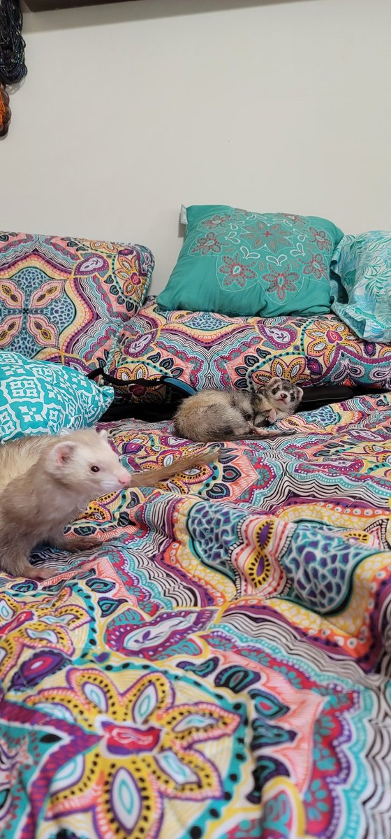 ezzie1971's tweet photo. It's so nice that they allow me to share their bed at night. https://t.co/pkjw2N8lCz