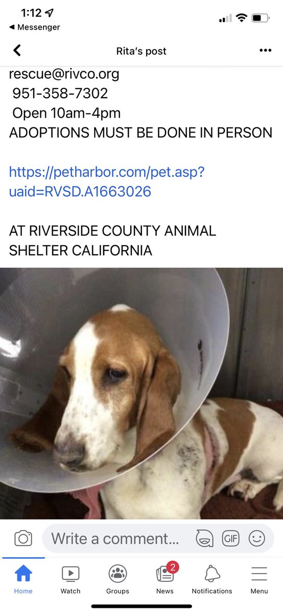 JoJoGough1's tweet photo. This girl needs to be pulled now. Please help.😭
#bassethoundrescuesoutherncalifornia #BHRSC
#Daphneyland
@bhrscSM @Daphneyland https://t.co/8aC61BUu3C