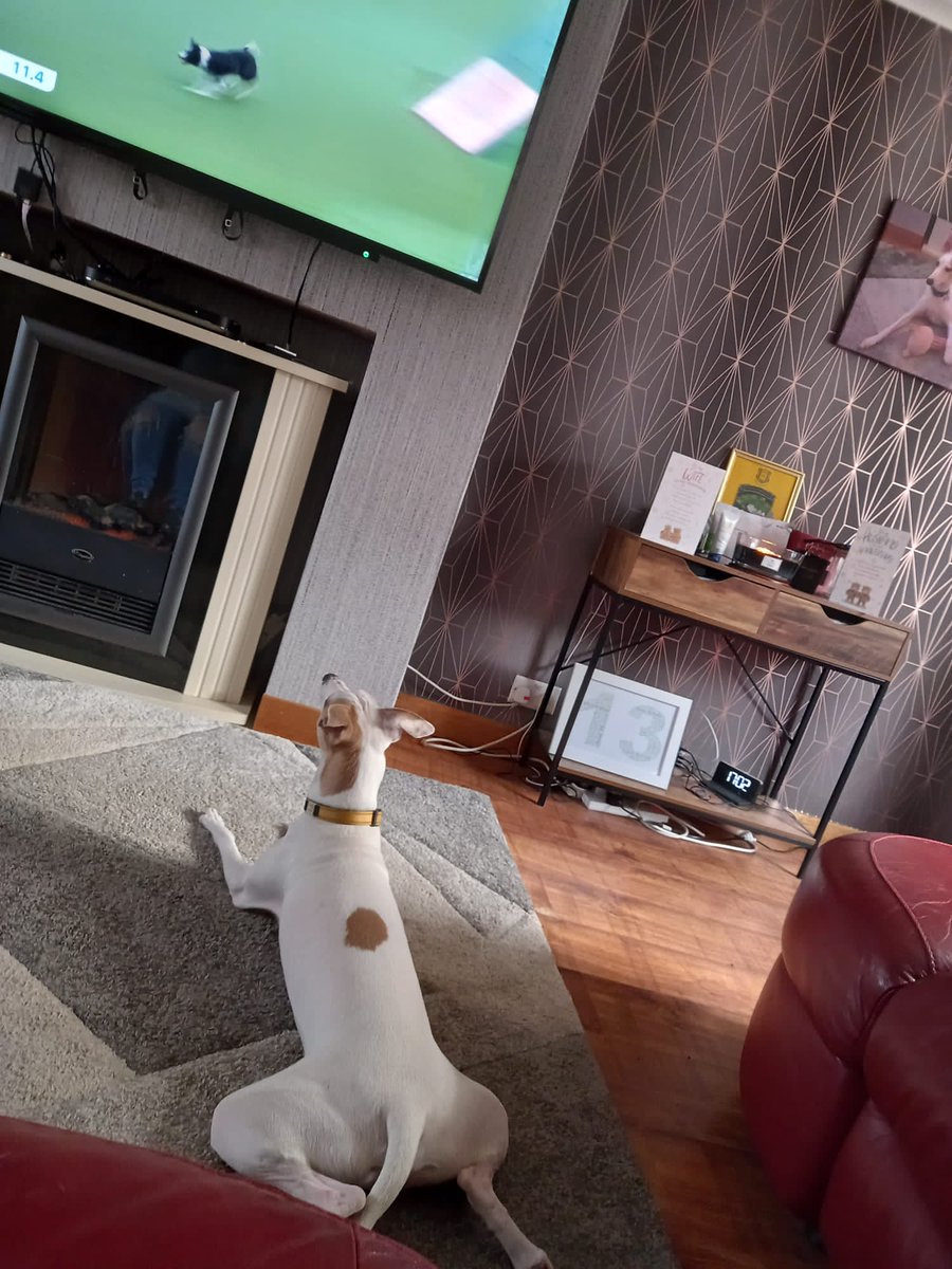 Bobbyw1969's tweet photo. #cruffs Cooper looking for tips https://t.co/j2BWESNEf5