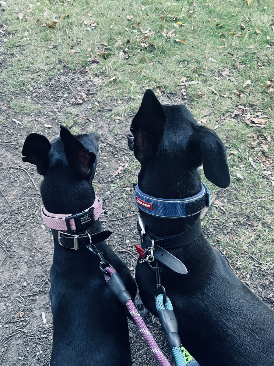 ButtieRoo's tweet photo. Vote here @Crufts for Aya https://t.co/ffEhrdwrkr