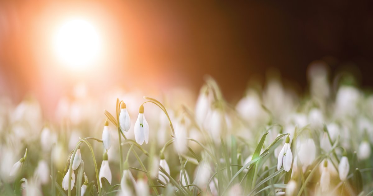 Mite Away Quick Strips NOD Apiary Products