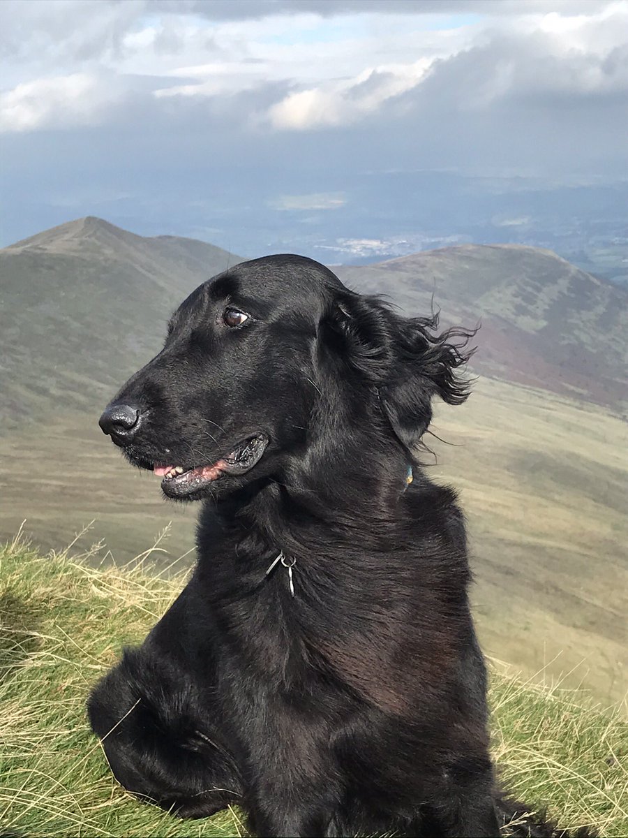 SusieHackett's tweet photo. @Crufts So pleased for Baxer. We love our flatties! https://t.co/6G1JsWS9q7