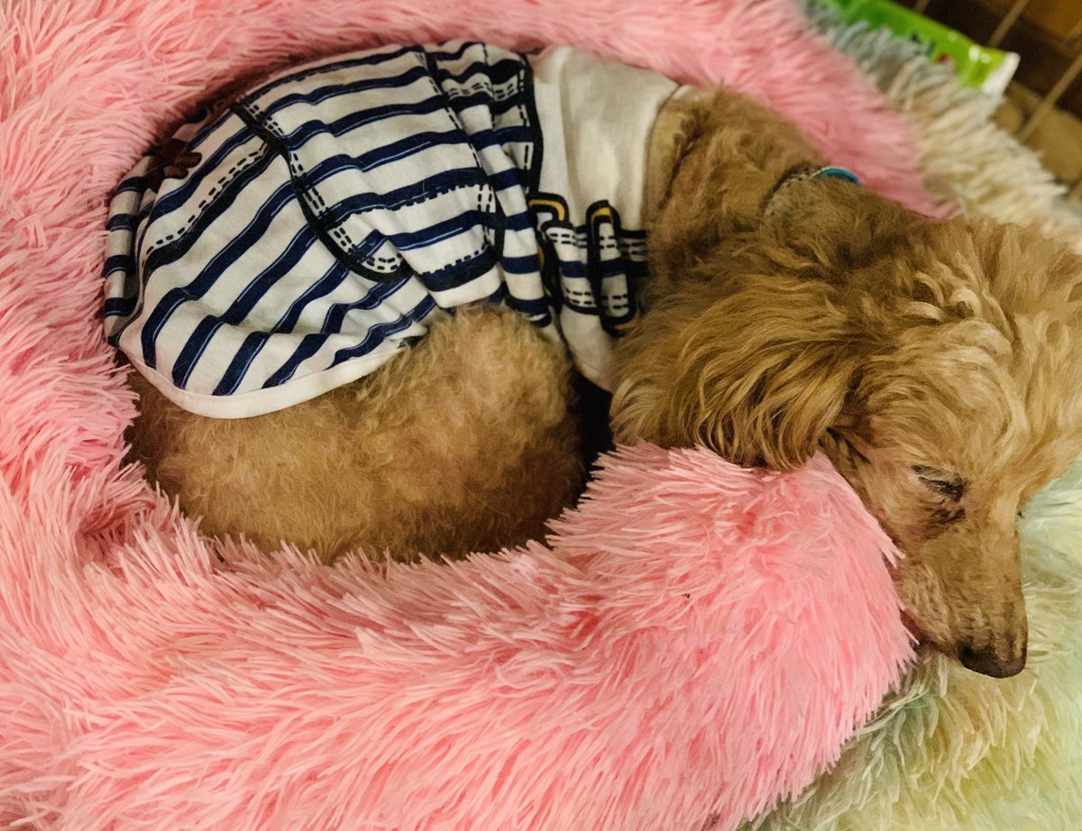 cattery_funfun's tweet photo. 昨晩エンジェルは息を引きとりました。
16歳11ヶ月。最後は栄養満点流動食を口にしてくれました。既往症もありましたが、大往生だったと思いたいです。

天国でお仲間と元気いっぱいかけっこしてね🐾

ありがとう〜エンジェルAngel

#老犬介護　#看取り　#虹の橋 https://t.co/OCVvtL1Ep1