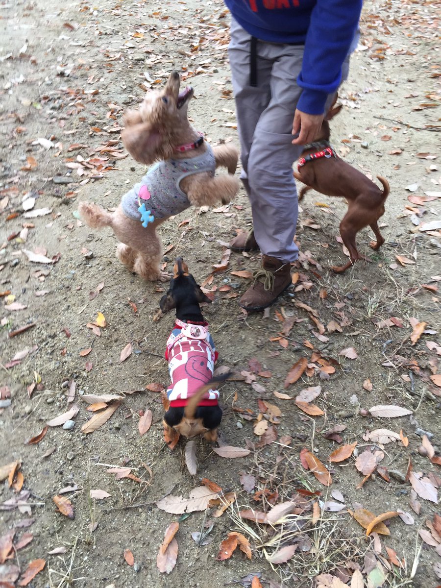cattery_funfun's tweet photo. 昨晩エンジェルは息を引きとりました。
16歳11ヶ月。最後は栄養満点流動食を口にしてくれました。既往症もありましたが、大往生だったと思いたいです。

天国でお仲間と元気いっぱいかけっこしてね🐾

ありがとう〜エンジェルAngel

#老犬介護　#看取り　#虹の橋 https://t.co/OCVvtL1Ep1