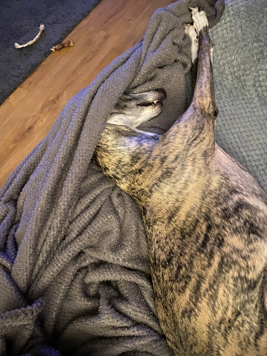 brisbane1172's tweet photo. Whippet ready for next years flyball 🤣🤣🤣🤣🤣#crufts https://t.co/EPnu3XIgJS