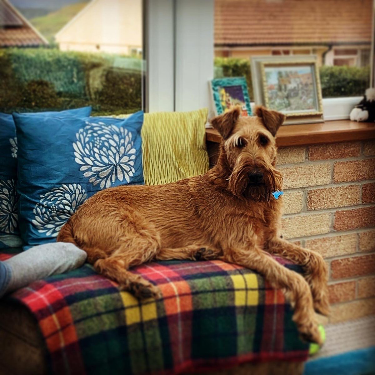 Rhys_T's tweet photo. ⁦⁦Griff is routing for Donnie the Irish Terrier to win best in show ⁦@Crufts⁩ #crufts #donnie #irishterrier https://t.co/XtZSw8dSbs