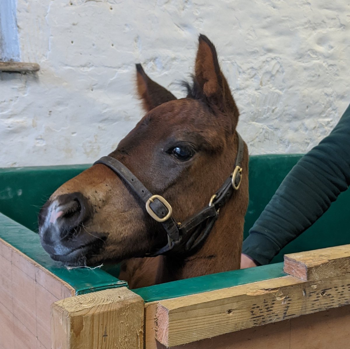FollandBowen's tweet image. Lots of handling &amp;amp; education for the foals over the past couple of weeks

It's very handy having a foal pen next to the stocks for when the mares are scanned. Keeps the mares happy and everyone safe!  

Good kids 🥰 

#Territories
#Mayson
#Showcasing
#Mohaather