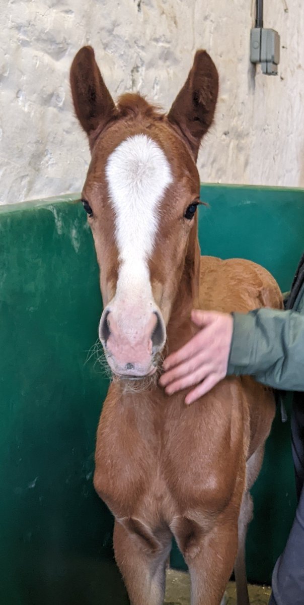 FollandBowen's tweet image. Lots of handling &amp;amp; education for the foals over the past couple of weeks

It's very handy having a foal pen next to the stocks for when the mares are scanned. Keeps the mares happy and everyone safe!  

Good kids 🥰 

#Territories
#Mayson
#Showcasing
#Mohaather