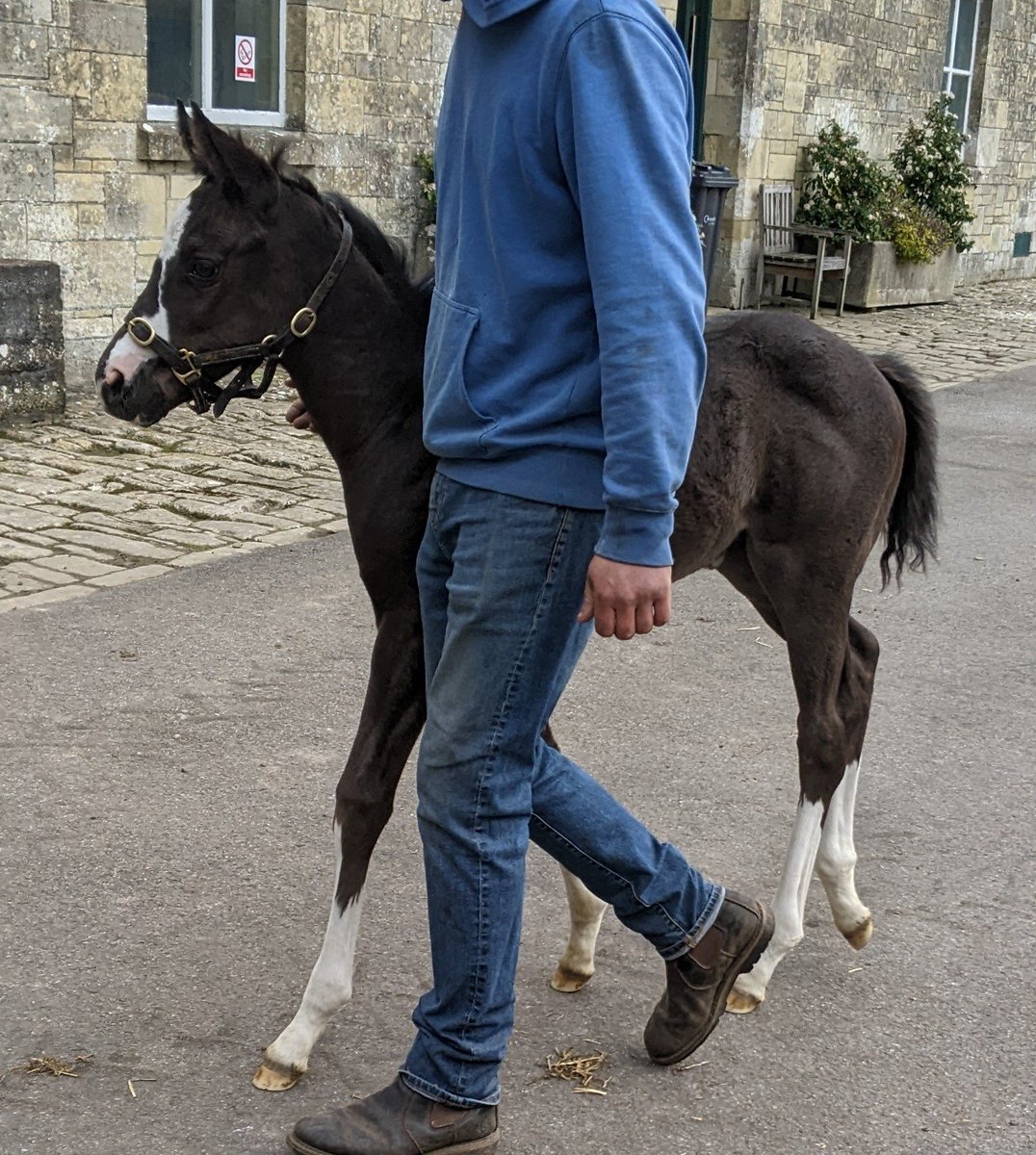 FollandBowen's tweet image. Lots of handling &amp;amp; education for the foals over the past couple of weeks

It's very handy having a foal pen next to the stocks for when the mares are scanned. Keeps the mares happy and everyone safe!  

Good kids 🥰 

#Territories
#Mayson
#Showcasing
#Mohaather