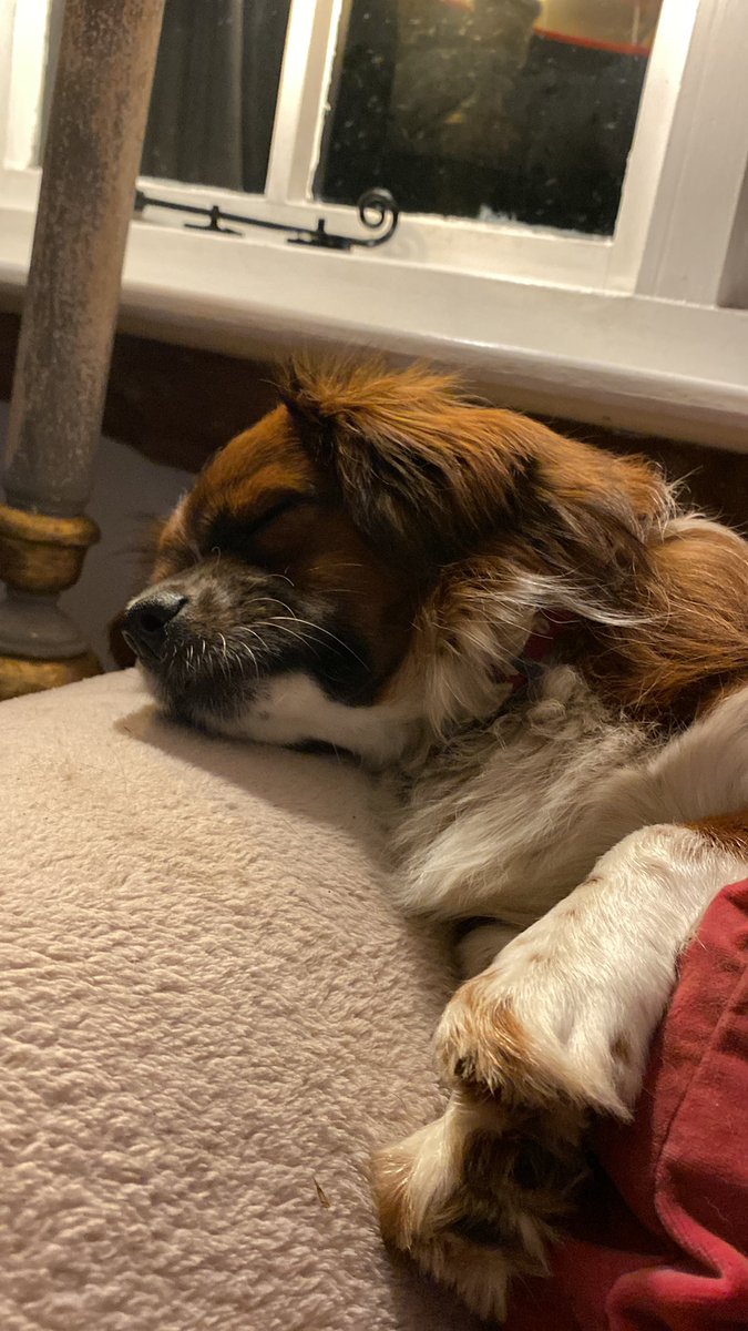 PhelpsieSarah's tweet photo. The World famous Gary. #Crufts22 #bestinshow #RescueDogs @interdogrescue #foster2adopt https://t.co/XmNs8zpltu