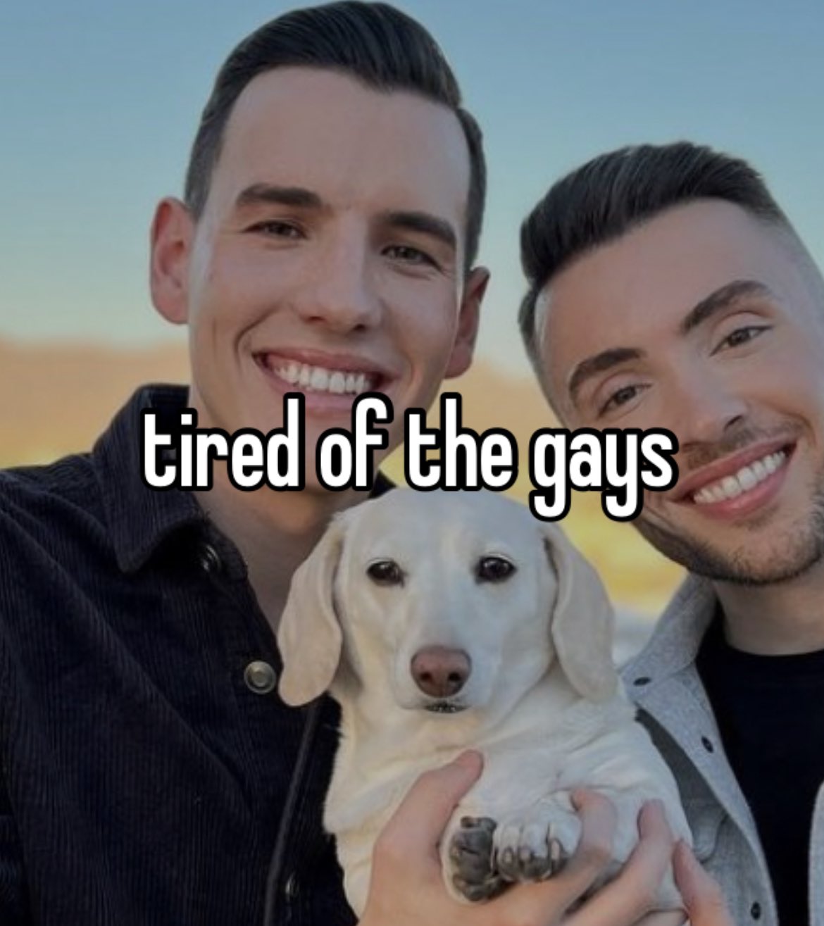 💙 on Twitter "HOMOPHOBIC DOG MEMES...... https//t.co/V0RDgLWG94